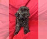 Small Poodle (Miniature)-Schnoodle (Miniature) Mix
