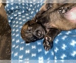 Small Photo #241 Belgian Malinois Puppy For Sale in REESEVILLE, WI, USA