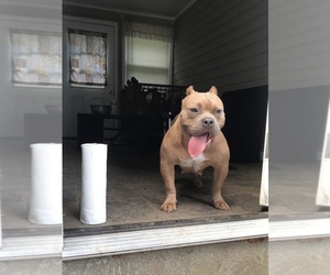 Mother of the American Bully puppies born on 07/10/2019