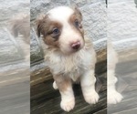 Small Photo #22 Australian Shepherd Puppy For Sale in ARBA, IN, USA