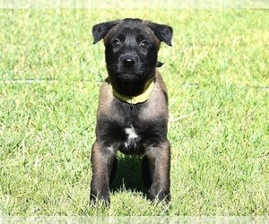 Belgian Malinois Puppy for sale in LA PINE, OR, USA