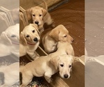 Small Photo #8 Labrador Retriever Puppy For Sale in FORT COLLINS, CO, USA
