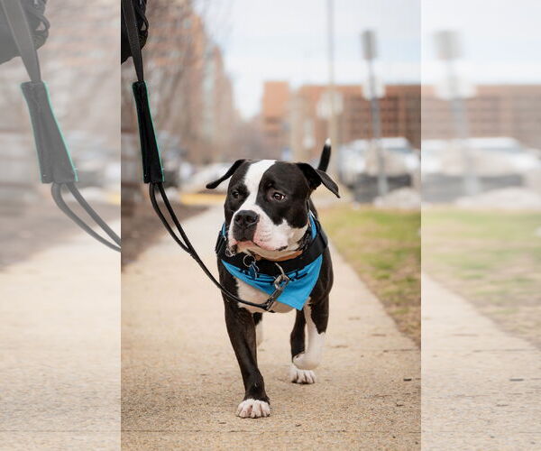 Medium Photo #7 Mutt Puppy For Sale in Alexandria, VA, USA