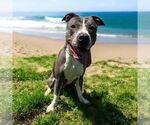 Small #1 American Pit Bull Terrier