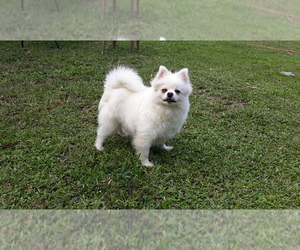 Pomeranian Dogs for adoption in ROYAL PLM BCH, FL, USA