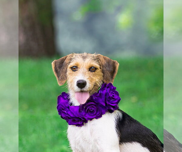 Medium Photo #2 Mutt Puppy For Sale in Unionville, PA, USA