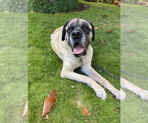 Mastiff Dogs for adoption in McMinnville, OR, USA