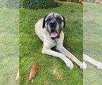 Small Mastiff