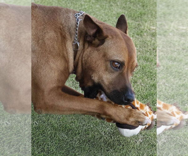 Medium Photo #1 Mutt Puppy For Sale in Wilmington, NC, USA