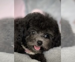 Small #3 Bichpoo-Poodle (Toy) Mix