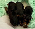 Small #1 Yorkshire Terrier