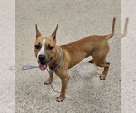Small Bull Terrier Mix