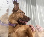 Small #1 Redbone Coonhound Mix