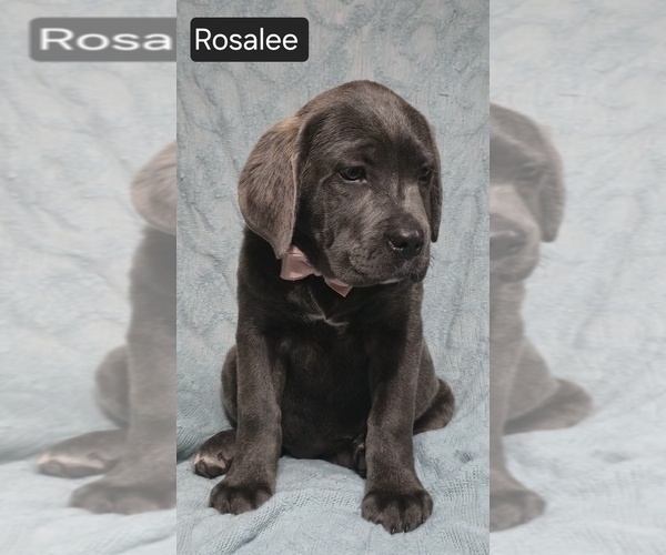 Medium Photo #16 Cane Corso Puppy For Sale in MINERAL WELLS, WV, USA