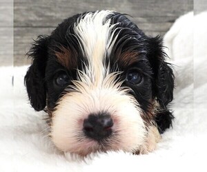 Medium Cavapoo