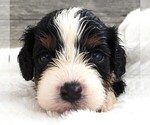 Puppy Puppy 5 Male Cavapoo