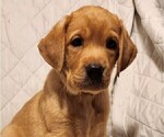Small Photo #61 Labrador Retriever Puppy For Sale in BUFFALO, NY, USA