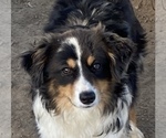 Image preview for Ad Listing. Nickname: Blue Merle M