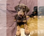 Small #9 Doberman Pinscher