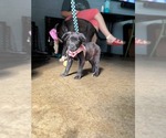 Small #2 Labrador Retriever Mix