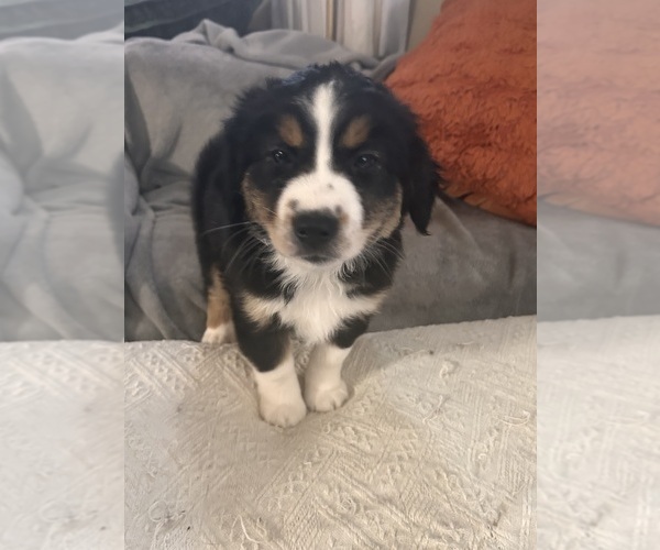 Medium Photo #2 Australian Shepherd Puppy For Sale in METAIRIE, LA, USA