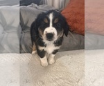 Small #1 Australian Shepherd