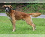 Small #3 Mutt