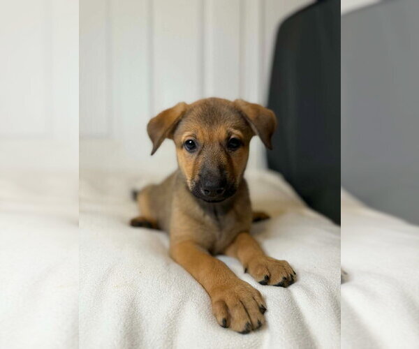 Medium Photo #3 German Shepherd Dog Puppy For Sale in Minneapolis, MN, USA