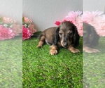 Small #8 Dachshund