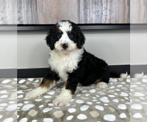 Miniature Bernedoodle Puppy for sale in FRANKLIN, IN, USA