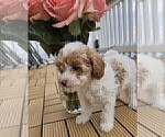 Small Photo #14 Miniature Labradoodle Puppy For Sale in SAN DIEGO, CA, USA