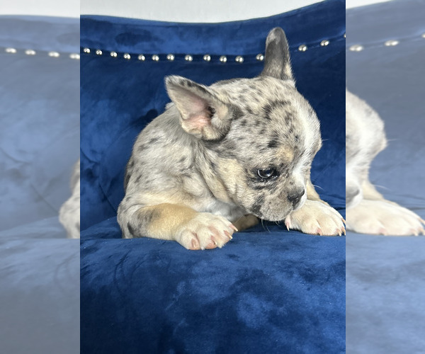 Medium Photo #7 French Bulldog Puppy For Sale in BALTIMORE, MD, USA