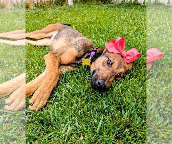 Medium Photo #10 Doberman Pinscher-Unknown Mix Puppy For Sale in Sandy, UT, USA