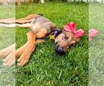 Small #9 Doberman Pinscher Mix