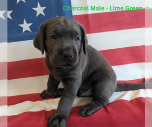 Labrador Retriever Puppy for sale in PALMYRA, VA, USA