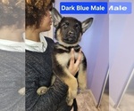 Puppy Dark Blue German Shepherd Dog