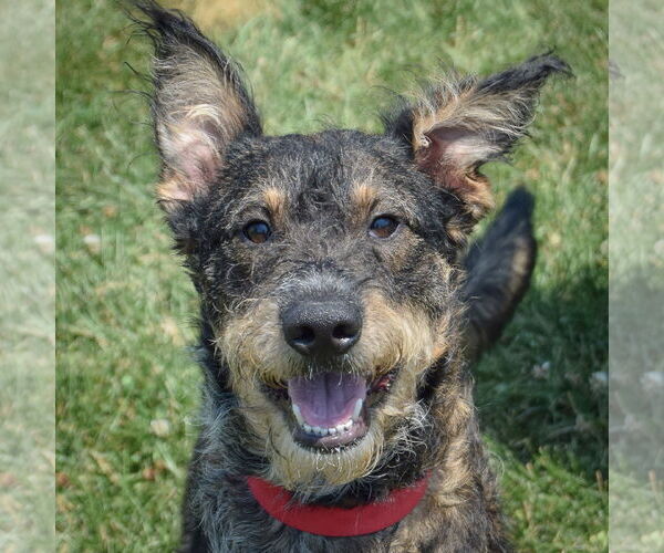 Medium Photo #4 Mutt Puppy For Sale in Huntley, IL, USA