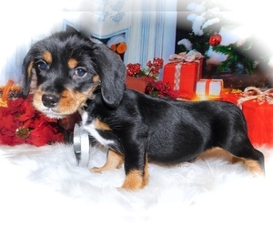 Miniature Pinscher-Unknown Mix Puppy for sale in HAMMOND, IN, USA