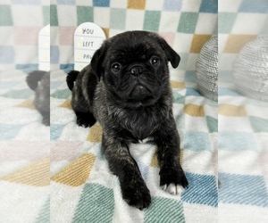 Pug Puppy for sale in FRANKLIN, IN, USA