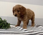 Small #4 Cavapoo