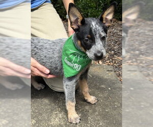 Mutt Dogs for adoption in Warrenton, VA, USA