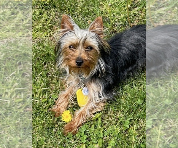Medium Photo #1 Dorkie Puppy For Sale in NEGLEY, OH, USA
