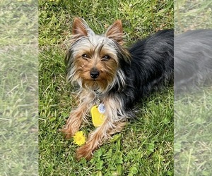 Father of the Dorkie puppies born on 07/16/2026