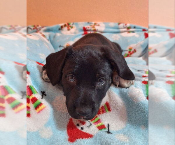 Medium Photo #2 Australian Shepherd-Unknown Mix Puppy For Sale in House Springs, MO, USA