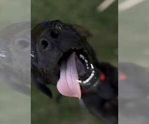 Dukke - Male Mutt Dog for Adoption - Photo #3