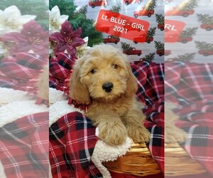 Miniature Labradoodle Puppy for sale in PROVO, UT, USA