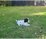 Small Photo #8 English Springer Spaniel Puppy For Sale in DILLSBURG, PA, USA