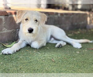 Medium Mutt