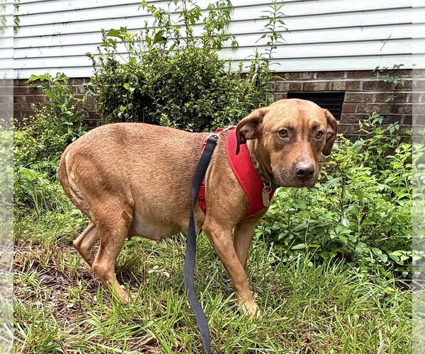 Medium Photo #4 Staffordshire Bull Terrier-Unknown Mix Puppy For Sale in Holly Springs, NC, USA