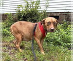 Small #3 Staffordshire Bull Terrier Mix